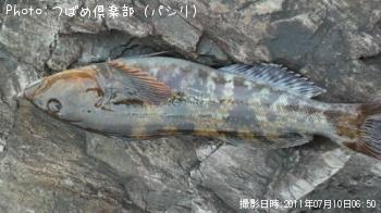 アイナメ