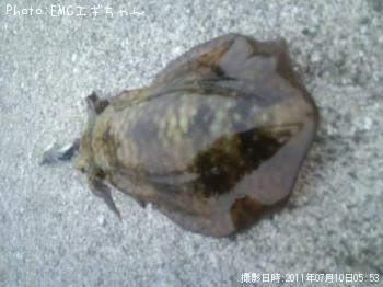 アオリイカ
