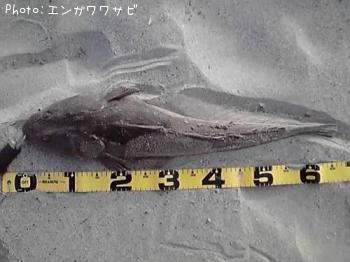 マゴチ