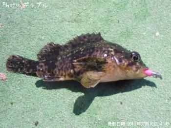 カサゴ