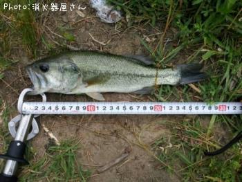 ブラックバス