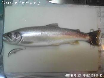 イワナ