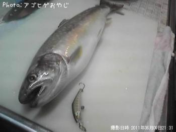 イワナ