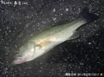 ブラックバス