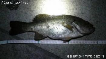 ブラックバス
