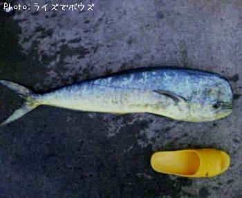 シイラ