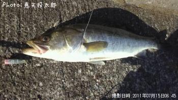 スズキ