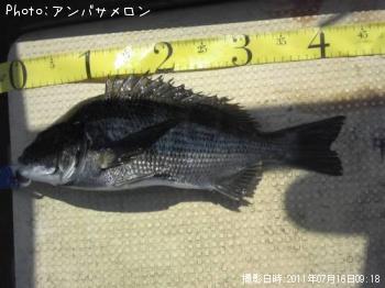 クロダイ