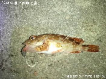 ホゴメバル