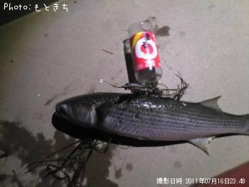 ボラ