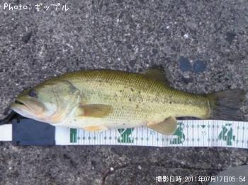 ブラックバス