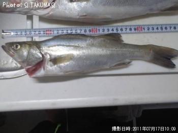 シーバス