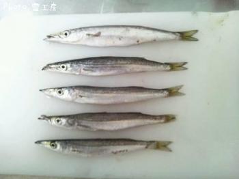 　カマス　　シオ　　ツバス　　シーバス