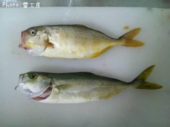 　カマス　　シオ　　ツバス　　シーバス