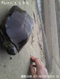 クサガメ