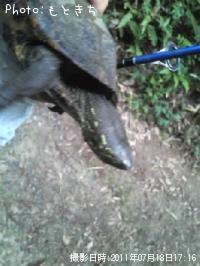 クサガメ