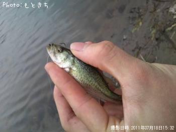 ブラックバス