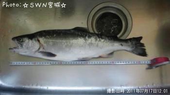 銀鮭