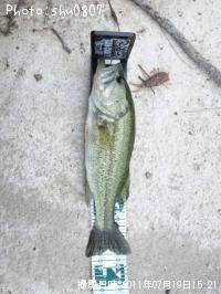 ブラックバス