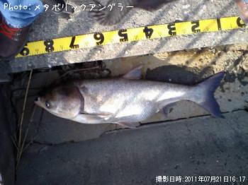 ハクレン