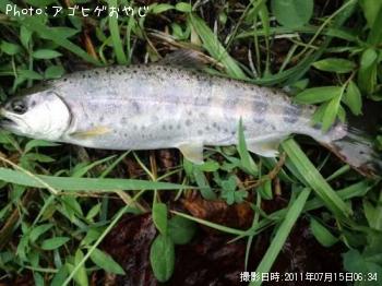 ヤマメ