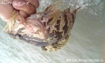 タケノコメバル