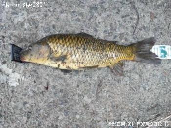鯉