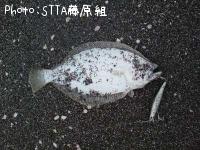 ヒラメ