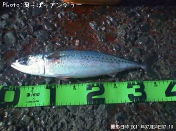 サバ