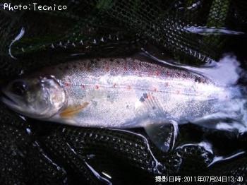 アマゴ