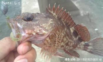 カサゴ