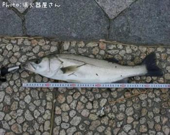 シーバス