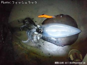 アオリイカ