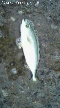 ワカシ