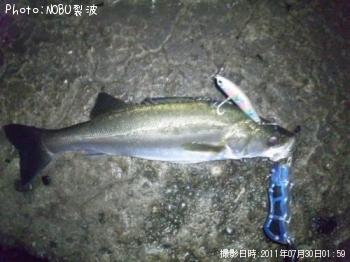 シーバス