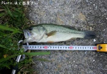 ブラックバス