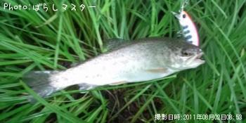 ニジマス