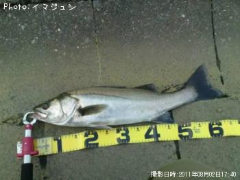 シーバス