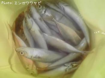 アジ