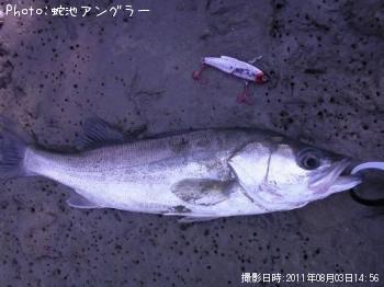 シーバス