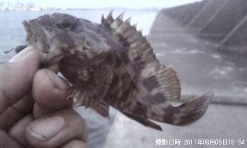 カサゴ