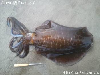 アオリイカ