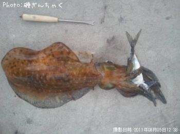 アオリイカ