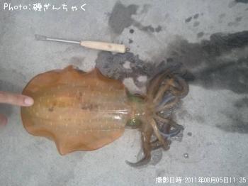 アオリイカ