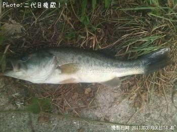 ブラックバス
