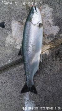 海サクラ