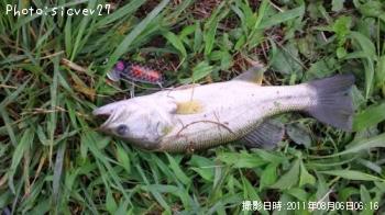 ブラックバス