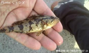 タケノコメバル