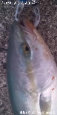 ワカシ