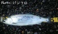 サクラマス